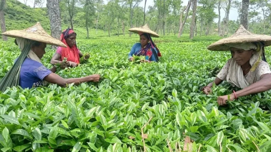 চা শিল্পকে টিকিয়ে রাখতে দীর্ঘমেয়াদি পরিকল্পনা, বাড়বে উৎপাদন-রপ্তানি