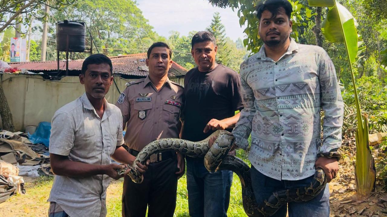 শ্রীমঙ্গলে রাস্তার পাশ থেকে অজগর উদ্ধার
