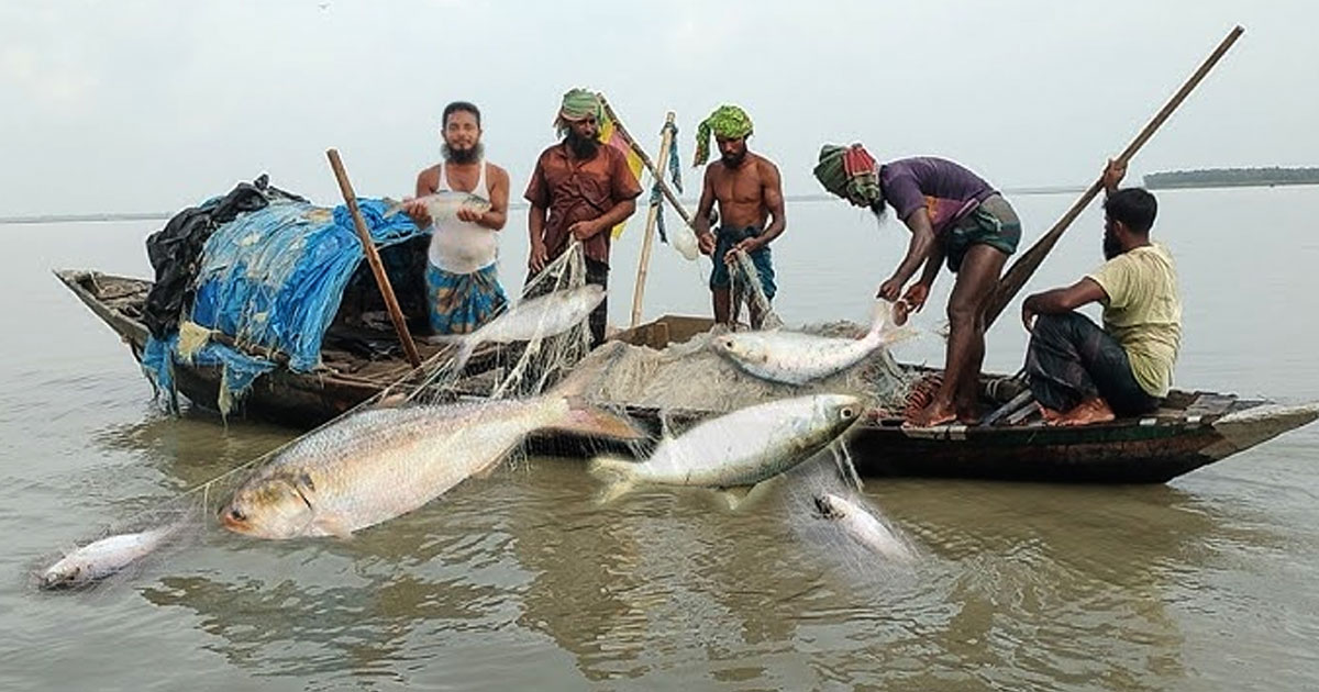 মধ্যরাত থেকে জাটকা ধরায় ৮ মাসের নিষেধাজ্ঞা