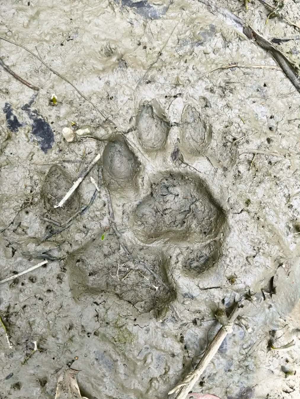 সুন্দরবন ছেড়ে আবারও লোকালয়ে বাঘ, ১০ কিলোমিটার এলাকায় মাইকিং